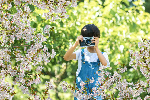 拍摄樱花的人图片素材免费下载