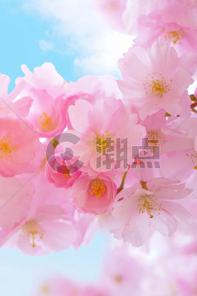浪漫的樱花图片素材免费下载