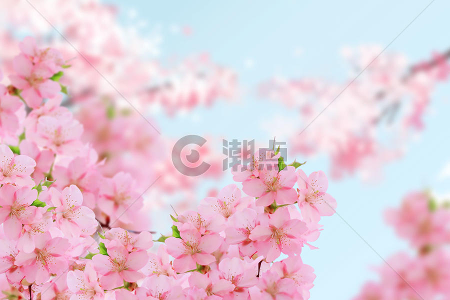 小清新的樱花图片素材免费下载