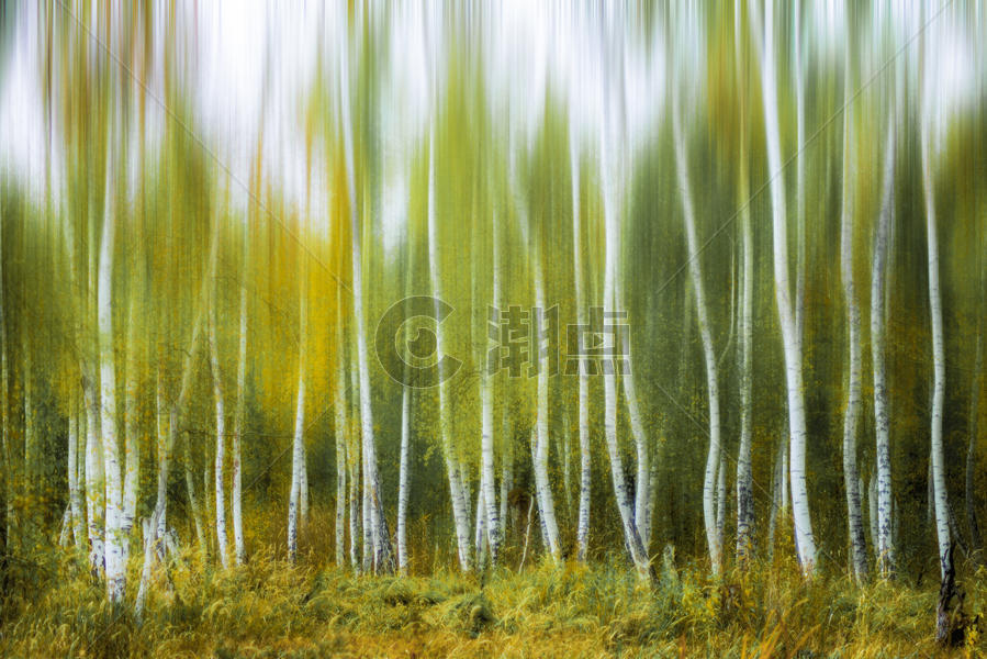 白桦林油画背景图片素材免费下载