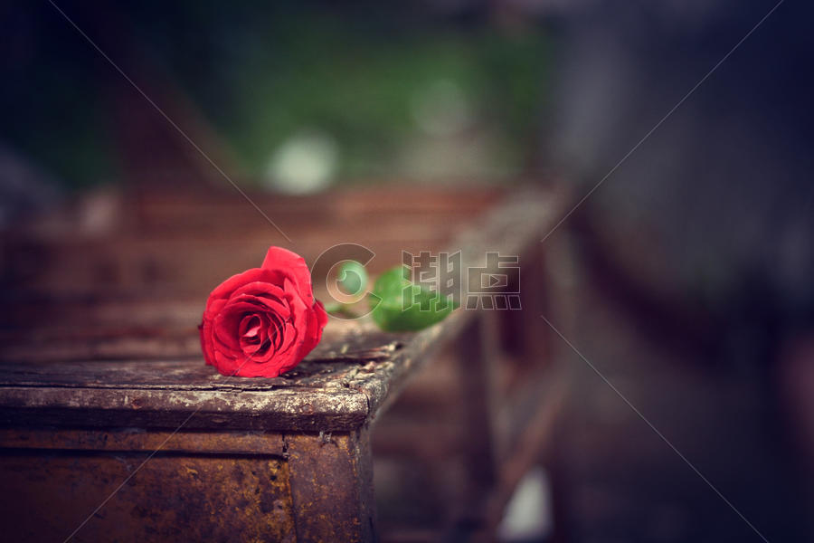 红玫瑰图片素材免费下载
