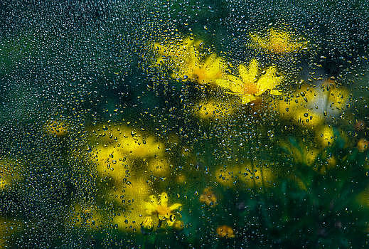 油画般的黄色小菊花图片素材免费下载