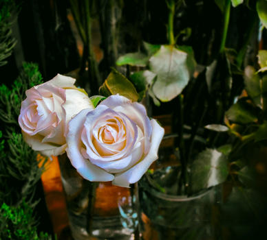 盛开的白玫瑰图片素材免费下载