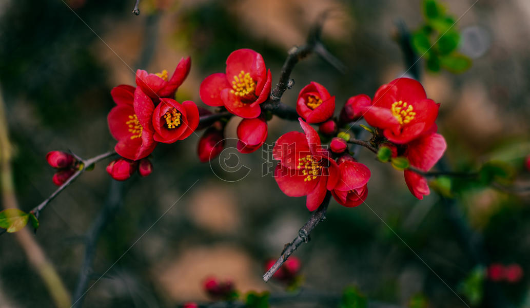美丽多彩的海棠花图片素材免费下载