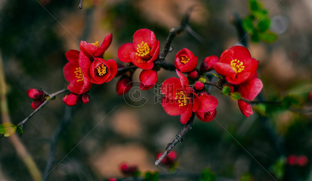 美丽多彩的海棠花图片素材免费下载