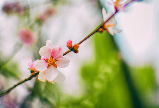 春日里盛开的桃花图片素材免费下载