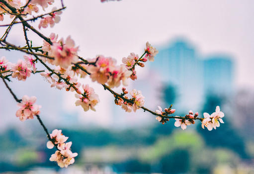 春日里盛开的桃花图片素材免费下载