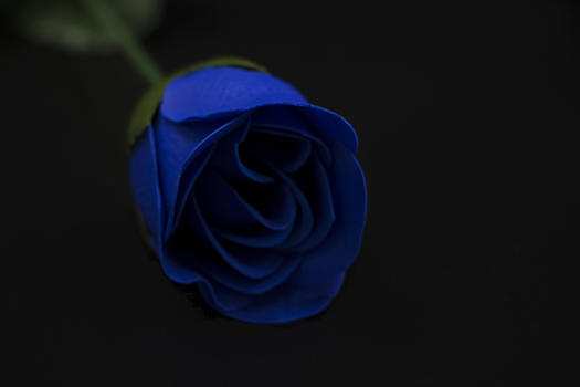 浪漫的蓝色玫瑰花图片素材免费下载