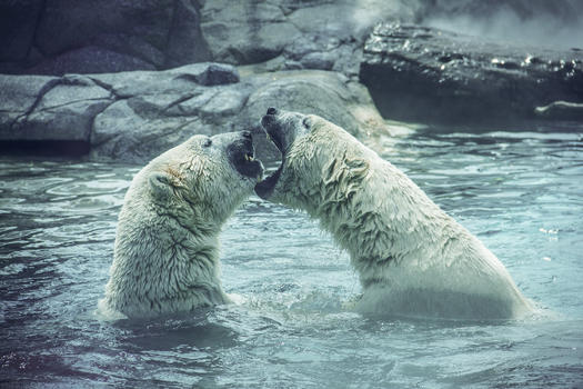 搏斗的北极熊动物特写图片素材免费下载