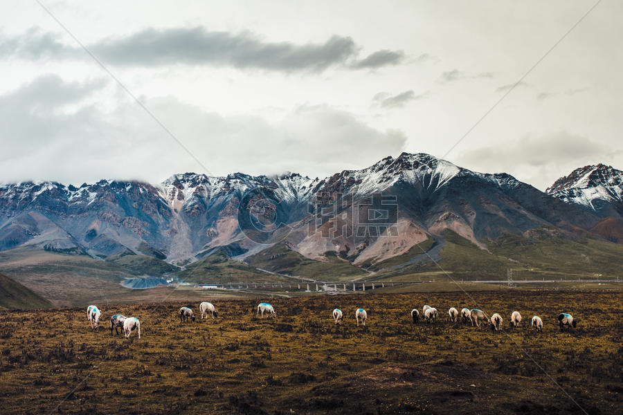 雪山草地和羊群图片素材免费下载