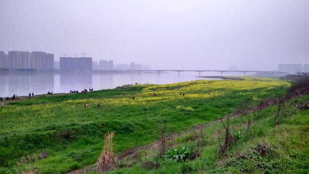 湘江边的油菜花图片素材免费下载
