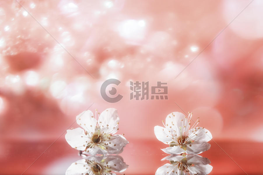 粉色背景下的樱花图片素材免费下载