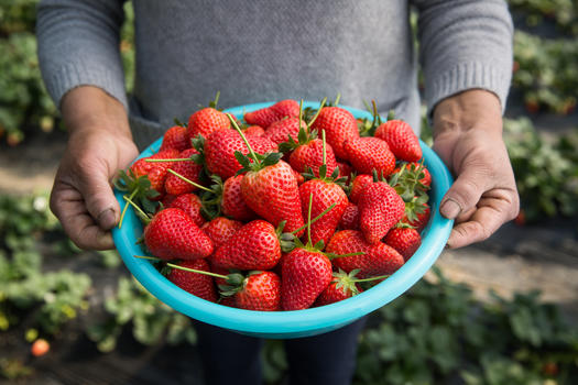 农夫端着一盆红色草莓图片素材免费下载