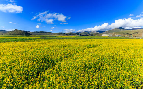 西藏高原油菜花图片素材免费下载
