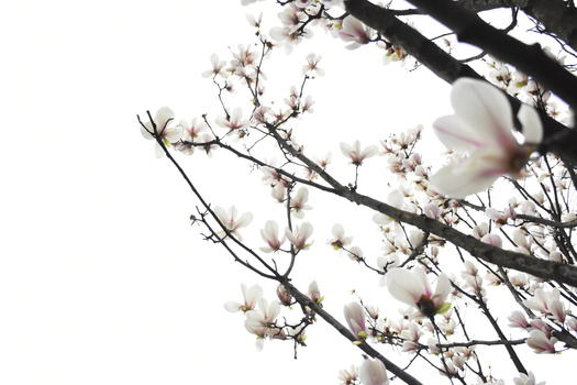 春天盛开的玉兰花图片素材免费下载
