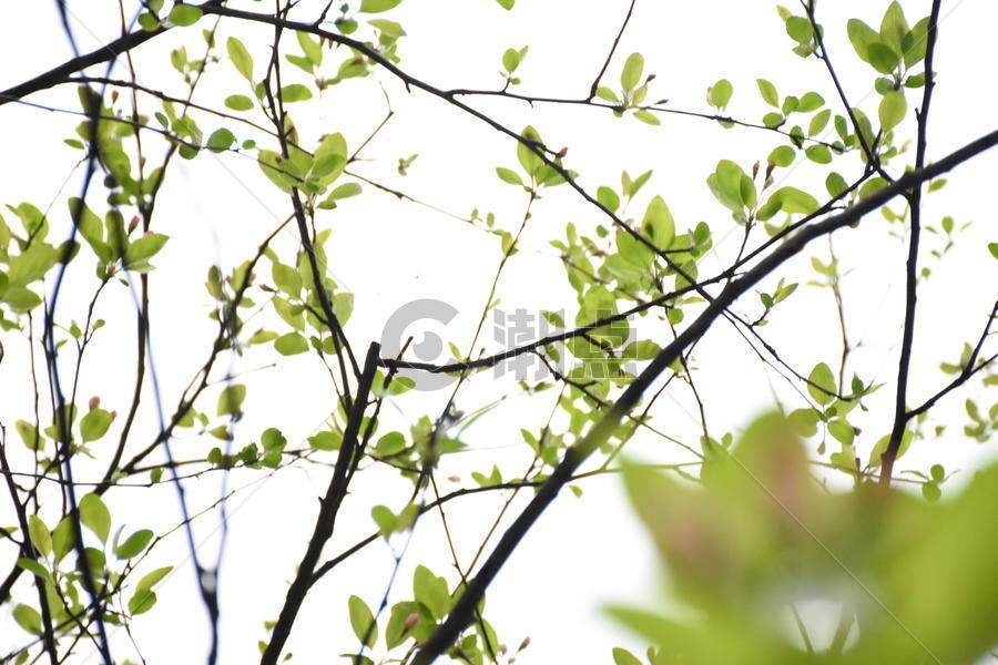 春天树枝上的新叶图片素材免费下载