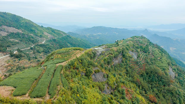 初春航拍福鼎茶叶图片素材免费下载