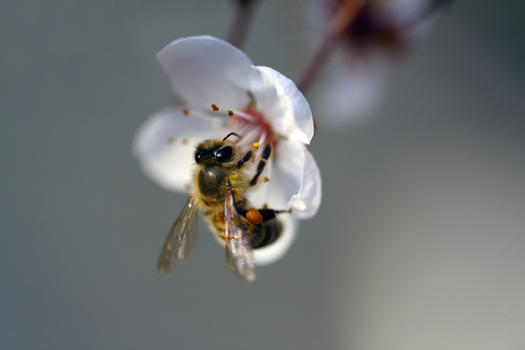 蜜蜂采蜜图片素材免费下载