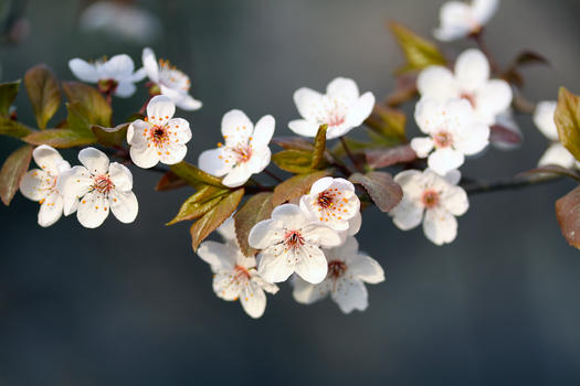 春天白色樱花图片素材免费下载