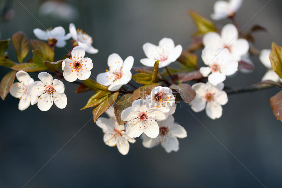 春天白色樱花图片素材免费下载