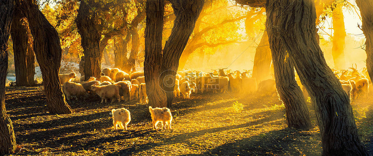 胡杨林里的羊群图片素材免费下载