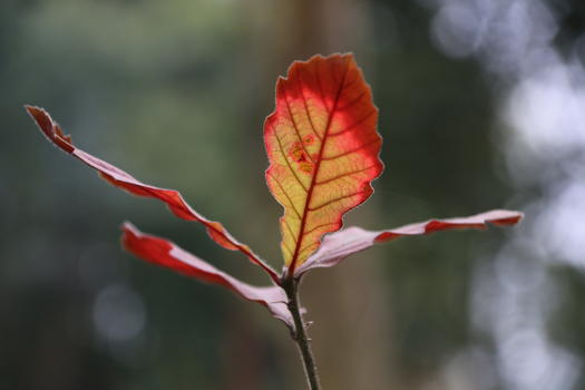 秋天的红叶图片素材免费下载