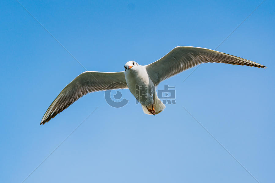 飞翔的海鸥图片素材免费下载