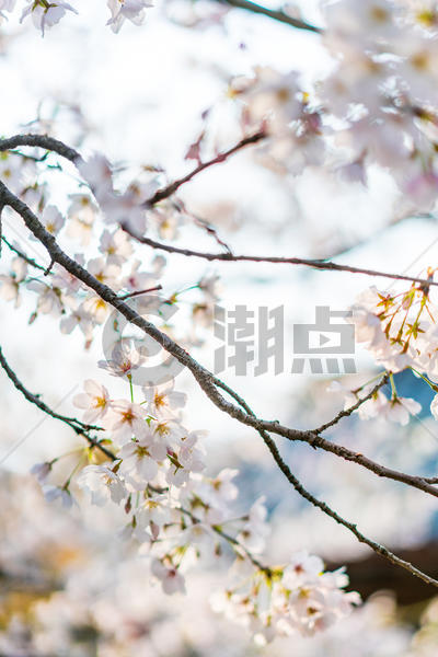 无锡鼋头渚樱花图片素材免费下载
