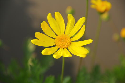 春天明媚阳光下的花朵图片素材免费下载
