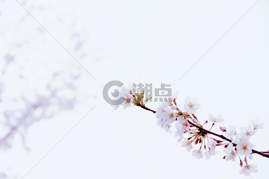 白色清新花朵素材背景图片素材免费下载