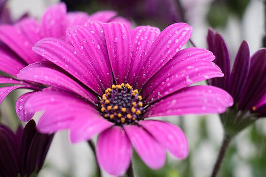 沾满雨露盛开的花朵图片素材免费下载