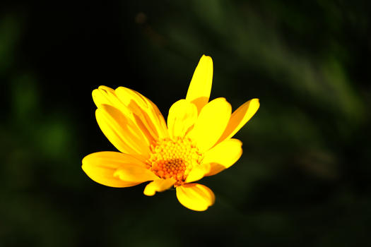 漂亮植物花朵图片素材免费下载