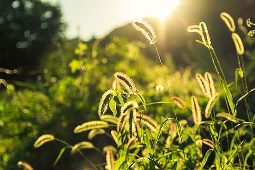 夏日狗尾草植物逆光摄影图片素材免费下载