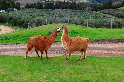 可爱的动物羊驼图片素材免费下载