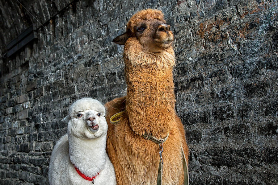 可爱的动物羊驼图片素材免费下载