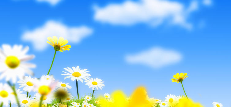 花卉蓝天背景图片素材免费下载
