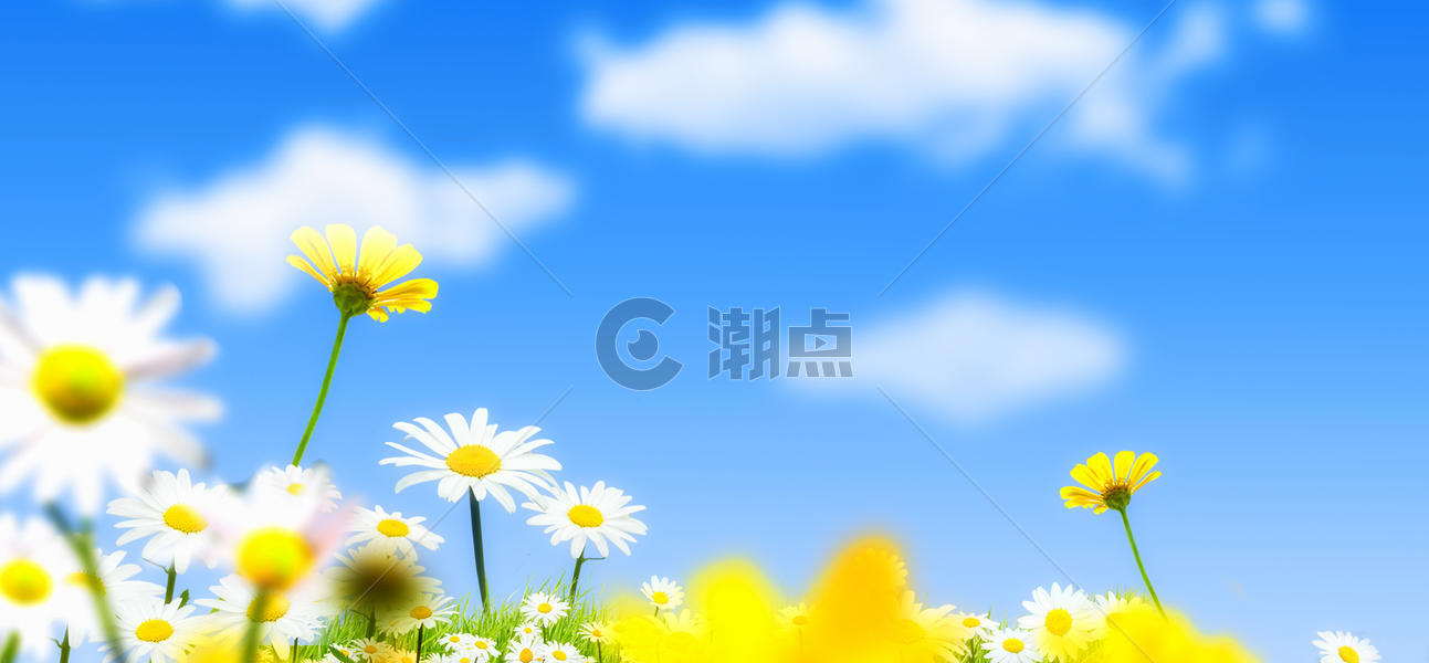 花卉蓝天背景图片素材免费下载