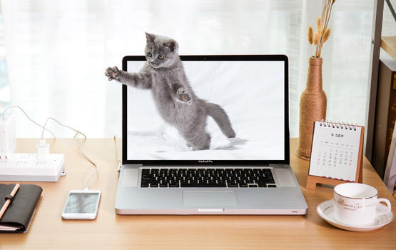 小猫钻出电脑屏幕自然与科技结合图片素材免费下载