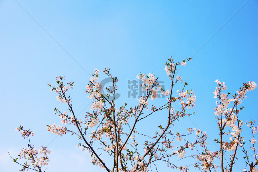 蓝天下的樱花树图片素材免费下载