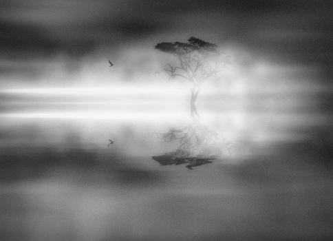 雾中鸟和树在水里的倒影图片素材免费下载