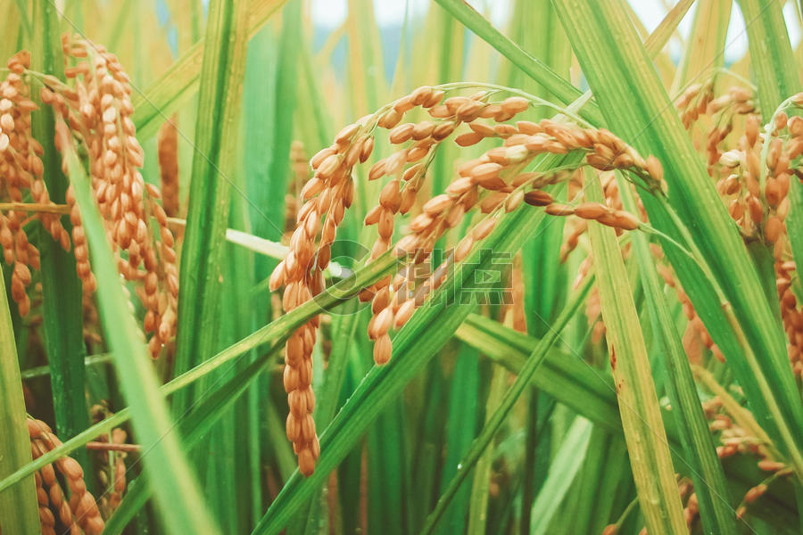 芒种时节丰收的水稻图片素材免费下载