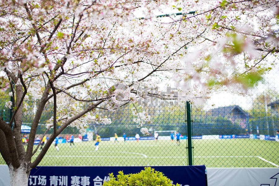运动场的樱花图片素材免费下载