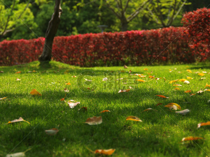 中山公园的草坪图片素材免费下载