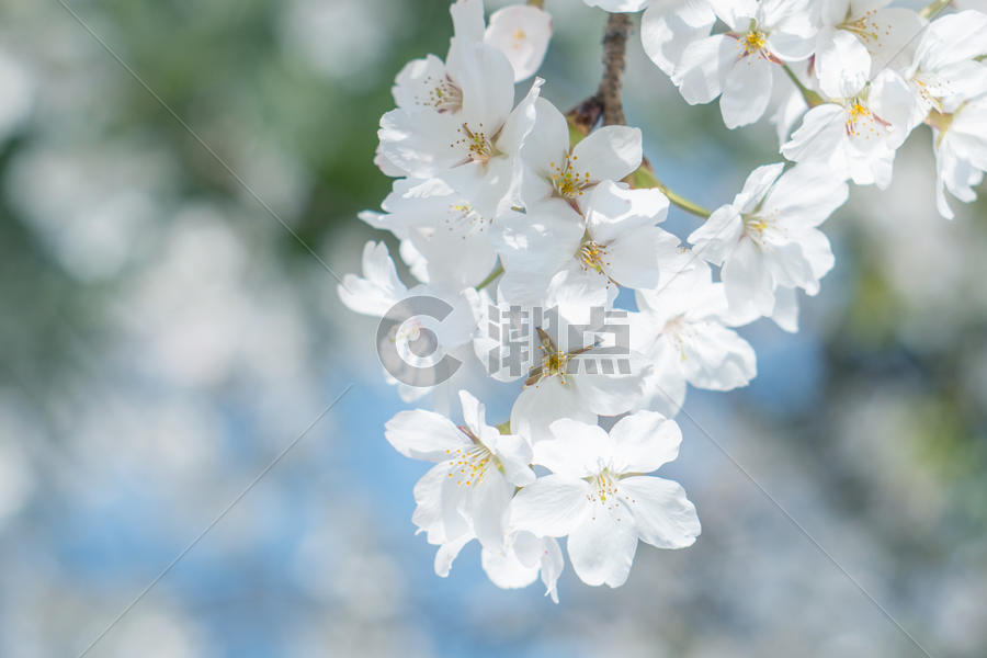 花园花朵 微距拍摄 海棠花 白色 黑色图片素材免费下载