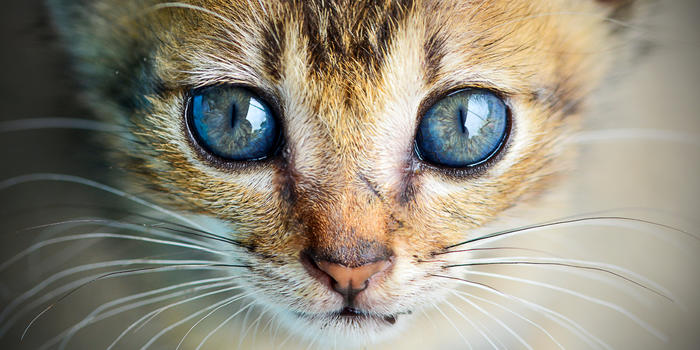 猫眼图片素材免费下载
