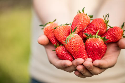 美味的红色草莓图片素材免费下载