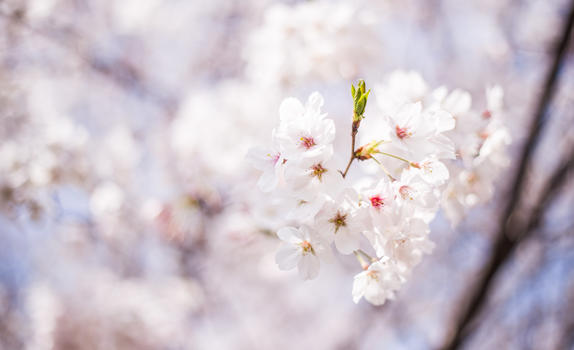 樱花时节图片素材免费下载