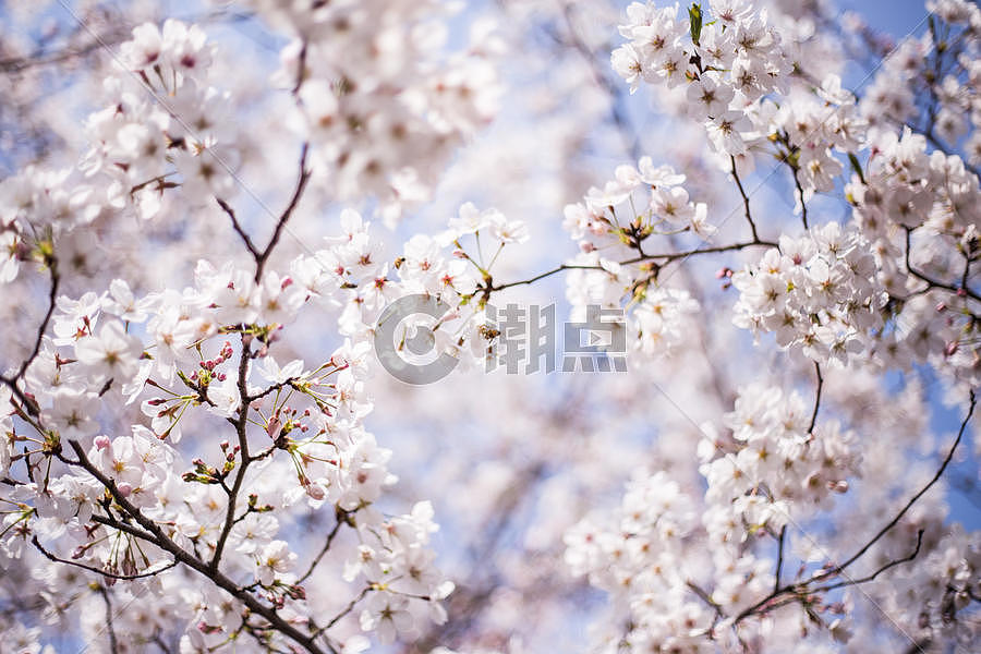 樱花时节图片素材免费下载