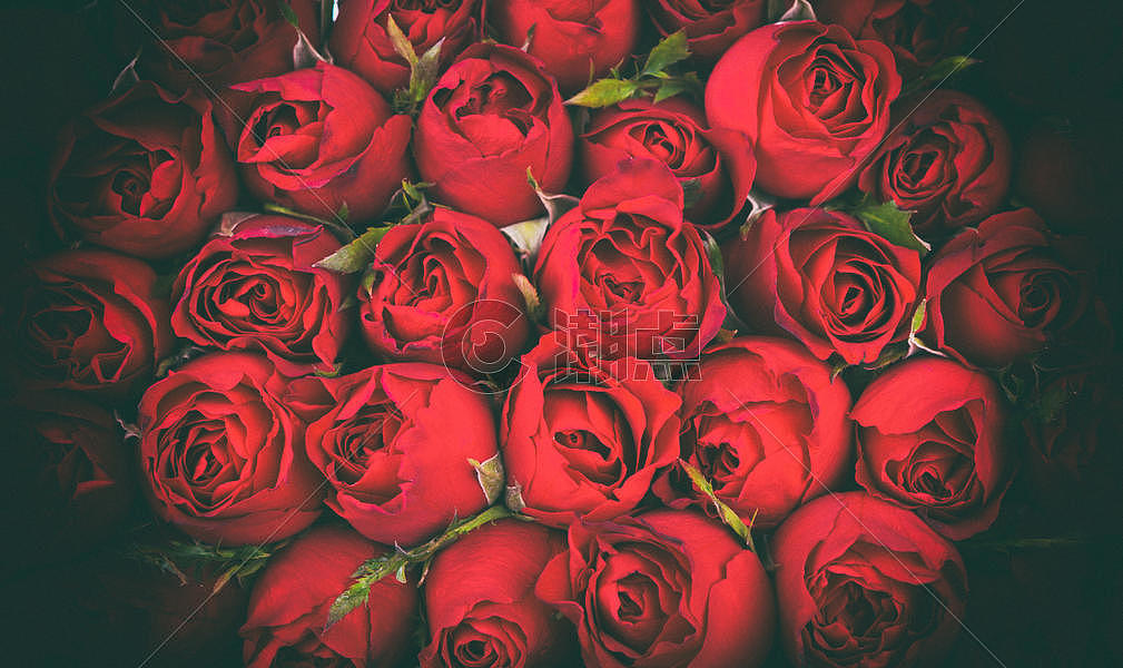 红玫瑰花朵图片素材免费下载