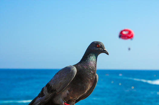 蓝色海边的鸽子图片素材免费下载